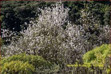 Manto de tonos blancos y rosas en Gran Canaria (Reportaje gráfico de Ildefonso Rodríguez)